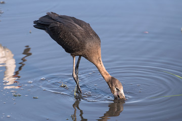 African openbill stork, Anastomus lamelligerus, eating in the Chobe River, Botswana
