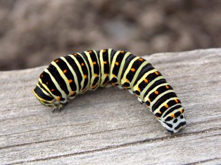 caterpillar