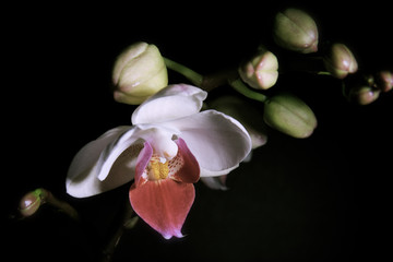 Orchid  flower taken on a black background 
