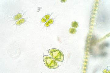 Freshwater aquatic plankton under microscope view - obrazy, fototapety, plakaty