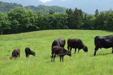 Papier Peint photo Lavable Vache Troupeau de vaches sur le ranch du plateau