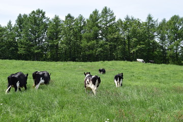 高原牧場の牛の群れ