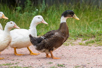 Ducks on green grass
