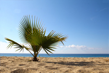 Little Palm Cycas on a sandy beach on the background of blue sea