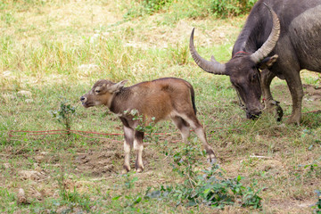 Image of buffalo mother and little buffalo on the natural background. Wildlife Animals.