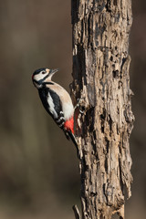 Picchio rosso maggiore maschio (Dendrocopos major)