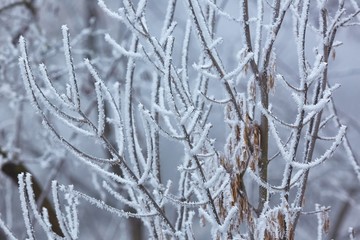Icy Frosted Branches