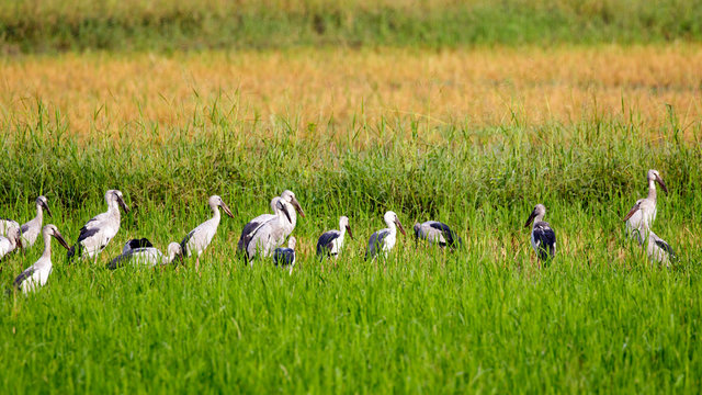 Image of Flocks open-billed stork or Asian openbill on nature background.. Wild Animals. Birds