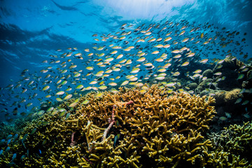 Wide angle reef scene with thousands of tropical fish surrounding a healthy coral reef