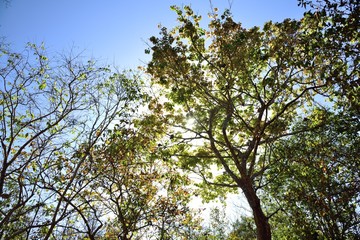 big tree in spring on blue sky