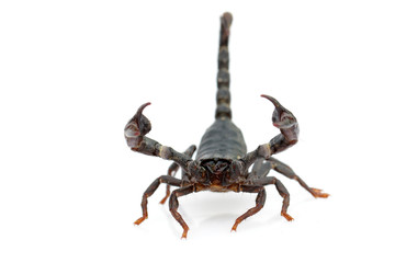 Image of emperor scorpion (Pandinus imperator) on a white background. Insect. Animal.