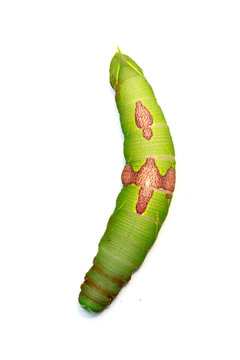 Image of green caterpillar on white background. Insect. Animal