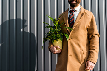 partial view of adult bearded businessman holding green plant in yellow pot - Powered by Adobe