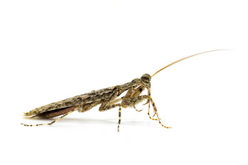 Image of Camouflaged bark mantis (Liturgusa sp.) on white background. Insect. Animal.