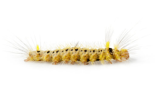 Image of Hairy caterpillar on a white background. Insect. Worm. Animal.