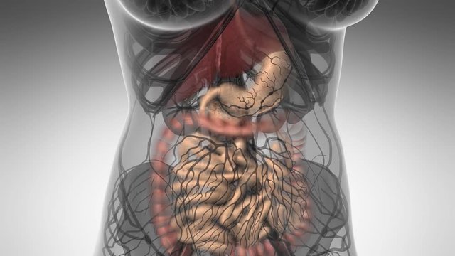Science Anatomy Scan Of Woman Digestive System Glowing