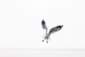 birds in flight