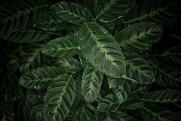 green leaves natural background wallpaper, texture of leaf, leaves with space for text 