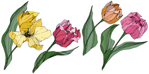 Vector Tulip engraved ink art. Floral botanical flower. Spring leaf wildflower. Isolated tulip illustration element.