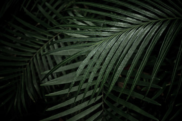 green leaves natural background wallpaper, texture of leaf, leaves with space for text 