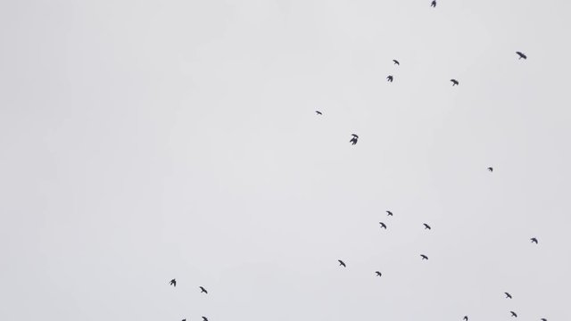 black birds fly in the evening sky