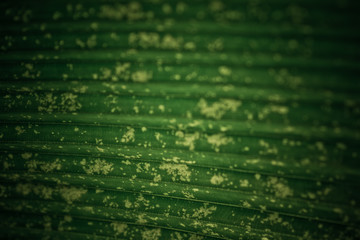 green leaves natural background wallpaper, texture of leaf, leaves with space for text 