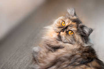 Fluffy colorful Persian cat on wooden background Beautiful home long-haired young cat