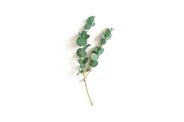 Eucalyptus branch on a white background © rorygezfresh