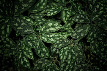 green leaves natural background wallpaper, texture of leaf, leaves with space for text 