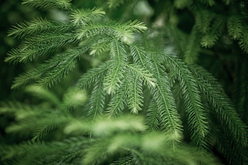 green leaves natural background wallpaper, texture of leaf, leaves with space for text 