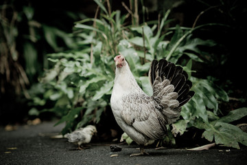 chick with chicken, feeding, hen