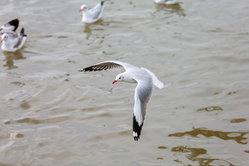 seagull in flight