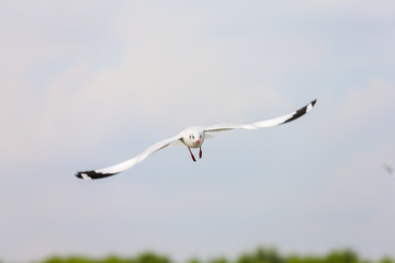 seagull in flight