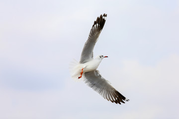 Fototapeta premium seagull in flight
