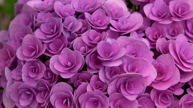 Closeup of the hydrangea flower, 4K