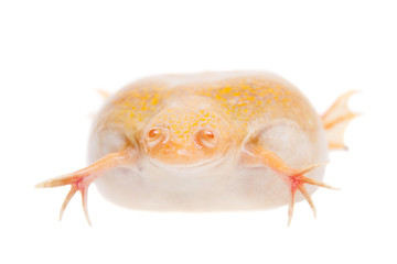 Obraz premium Albino african clawed frog on white background