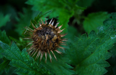 close up of a cactus