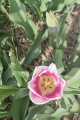 Obraz premium tulip