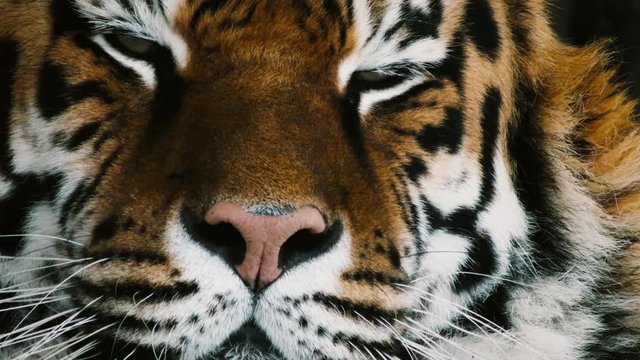 tiger head looking, close-up