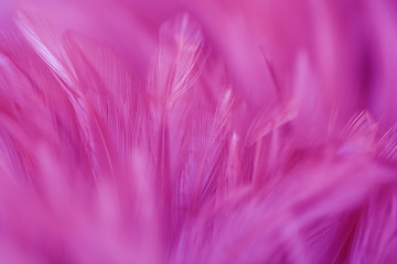 Blur Bird chickens feather texture for background, Fantasy, Abstract, soft color of art design.