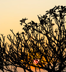Silhouette of Frangipani tree branch with sunset sky