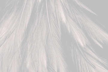 Blur Bird chickens feather texture for background, Fantasy, Abstract, soft color of art design.