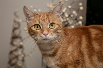 red-haired cat on the background of Christmas decorations