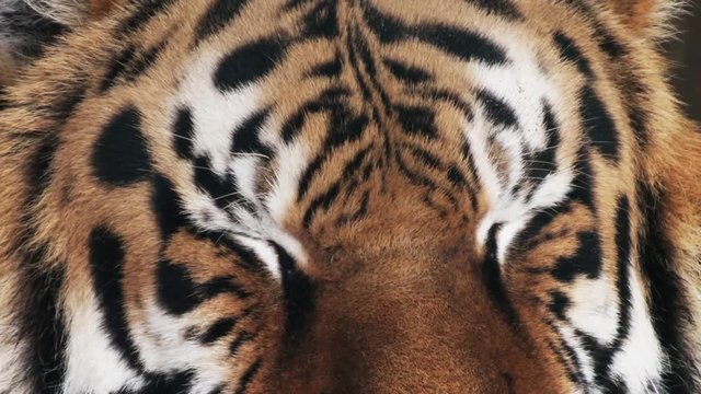 tiger is sleeping,  close up