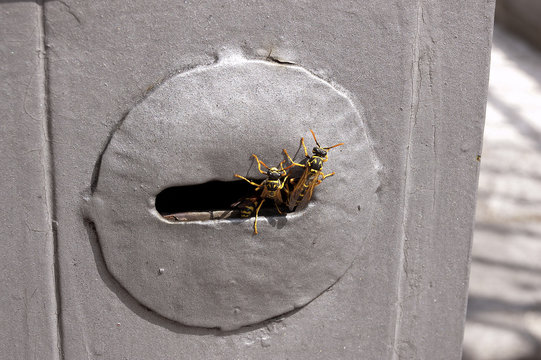 Wasp Nest In A Door Lock - Keyhole