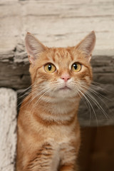 portrait of a red hair cat