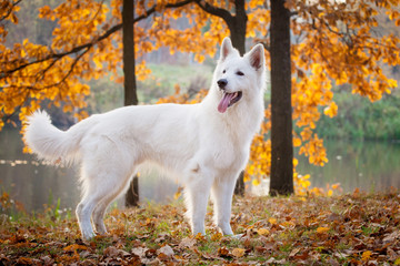 White swiss shepherd dog in autumn park
