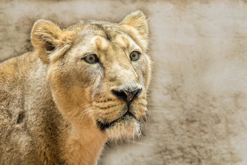 Löwe / Löwin (Panthera leo)