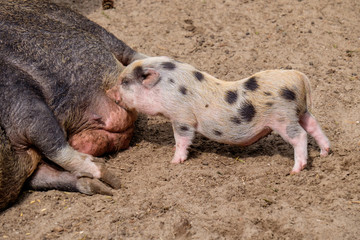 Säugendes Schwein / Ferkel