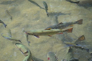 Fisch in Fischzucht